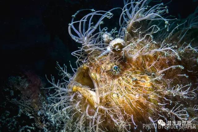 变性、伪装、雌雄同体--谁是微距世界的奇葩?