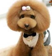 泰迪真的是狗吗,怎么分辨真假黑色泰迪狗狗