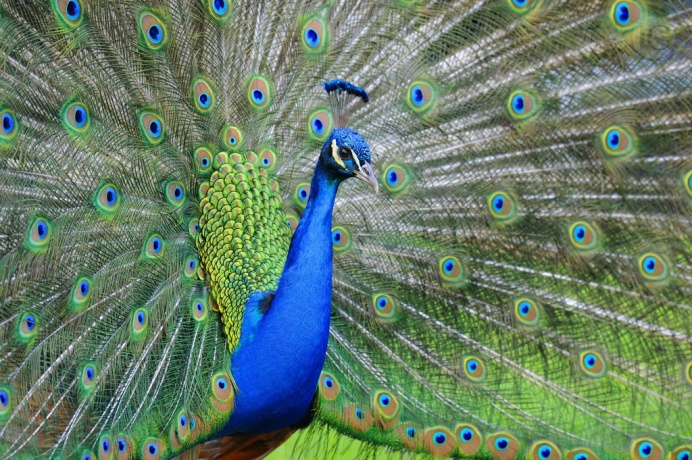 鸡为什么是最富裕的生肖,看似很弱鸡其实很猛的生肖