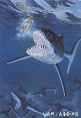 裂口鲨视频,裂口鲨完整视频