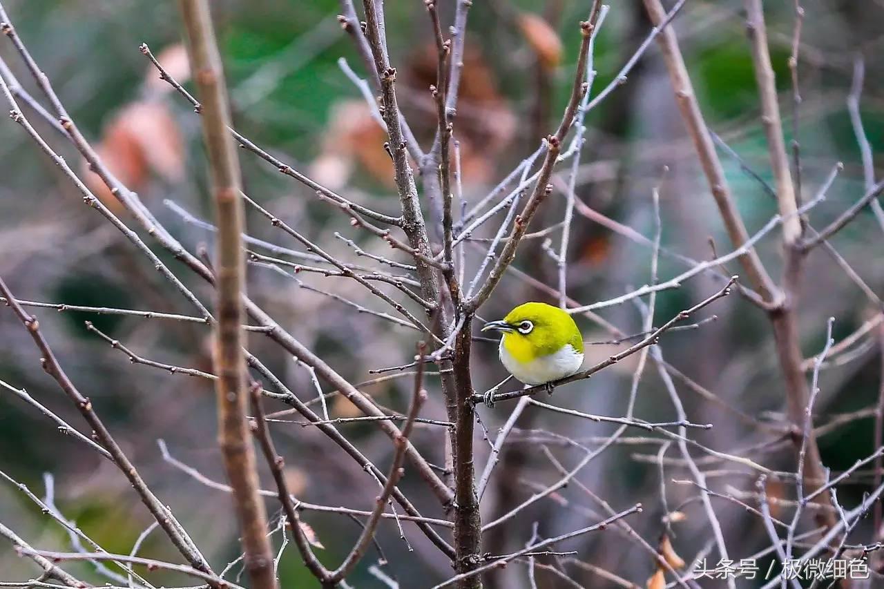 微信群发拜年祝福语怎么发,微信拜年群发