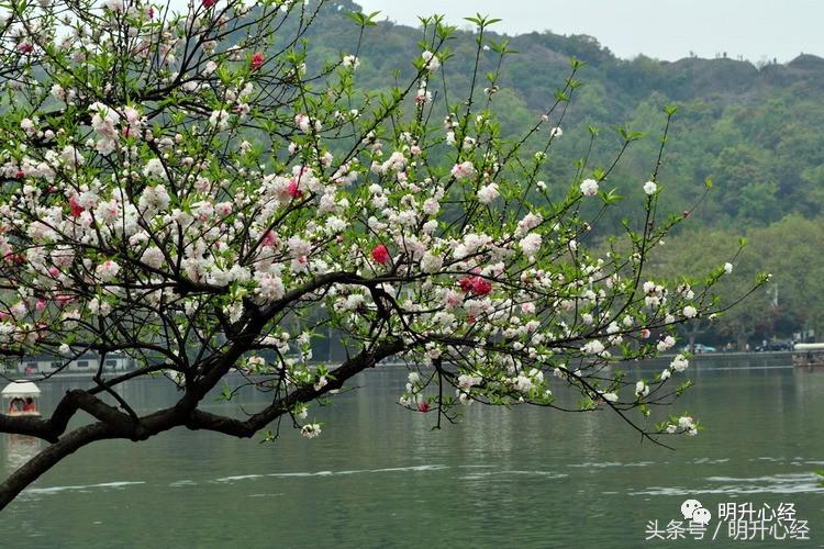 春天吃什么菜补肝养肝,肝不好的人春天如何养肝