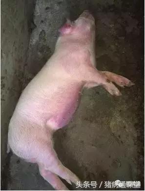 猪皮肤发紫红是什么病,猪皮肤发紫怎么回事