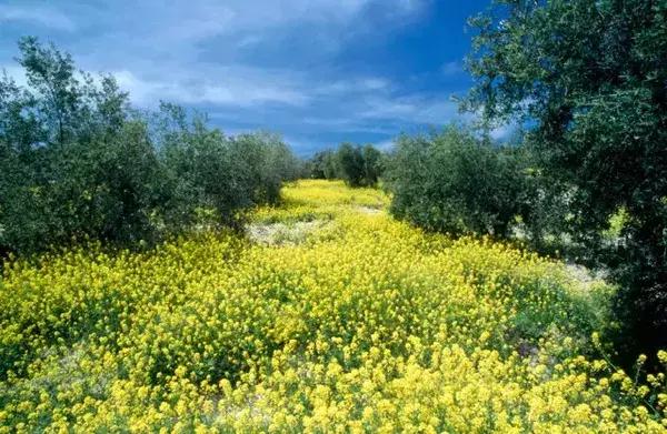 橄榄油为什么都是西班牙的呢,走进西班牙塞维利亚