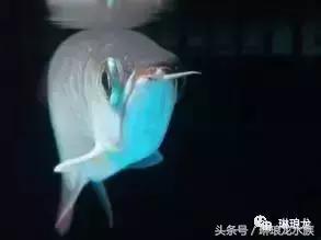 龙鱼眼睛蒙眼病三招搞定,龙鱼眼睛凹陷什么原因