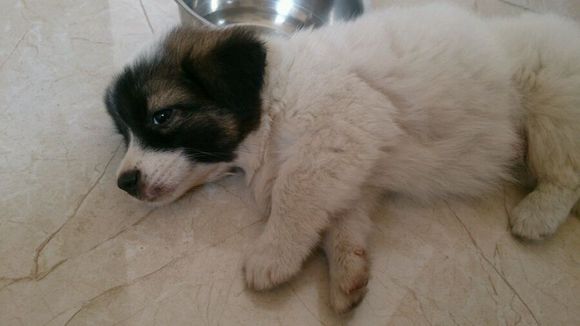 领养宠物蝴蝶犬,流浪狗哈士奇被领养