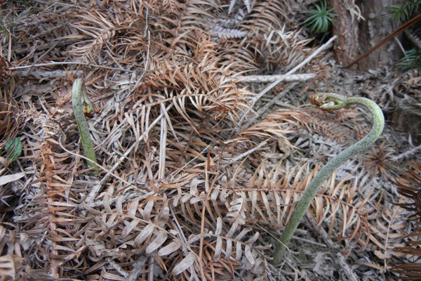 哪些野菜可以降血压降血糖,致癌的三种蔬菜野菜图片大全