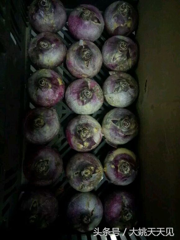 看完这些再决定要不要养猫吧,学会这几招还怕风信子养不活