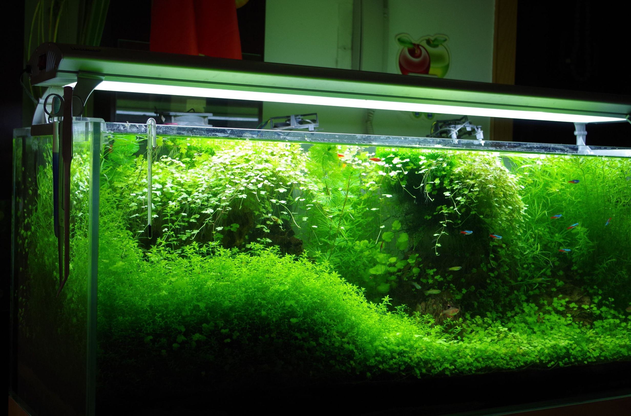 闲置鱼缸空着有什么风水讲究吗,风水中的鱼缸有哪些讲究