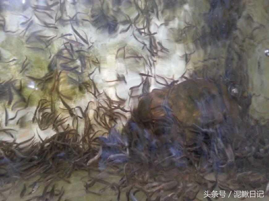 买泥鳅苗被骗,购买泥鳅苗
