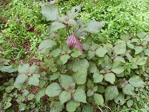 农村长在地里的中药,长在田埂上的中药