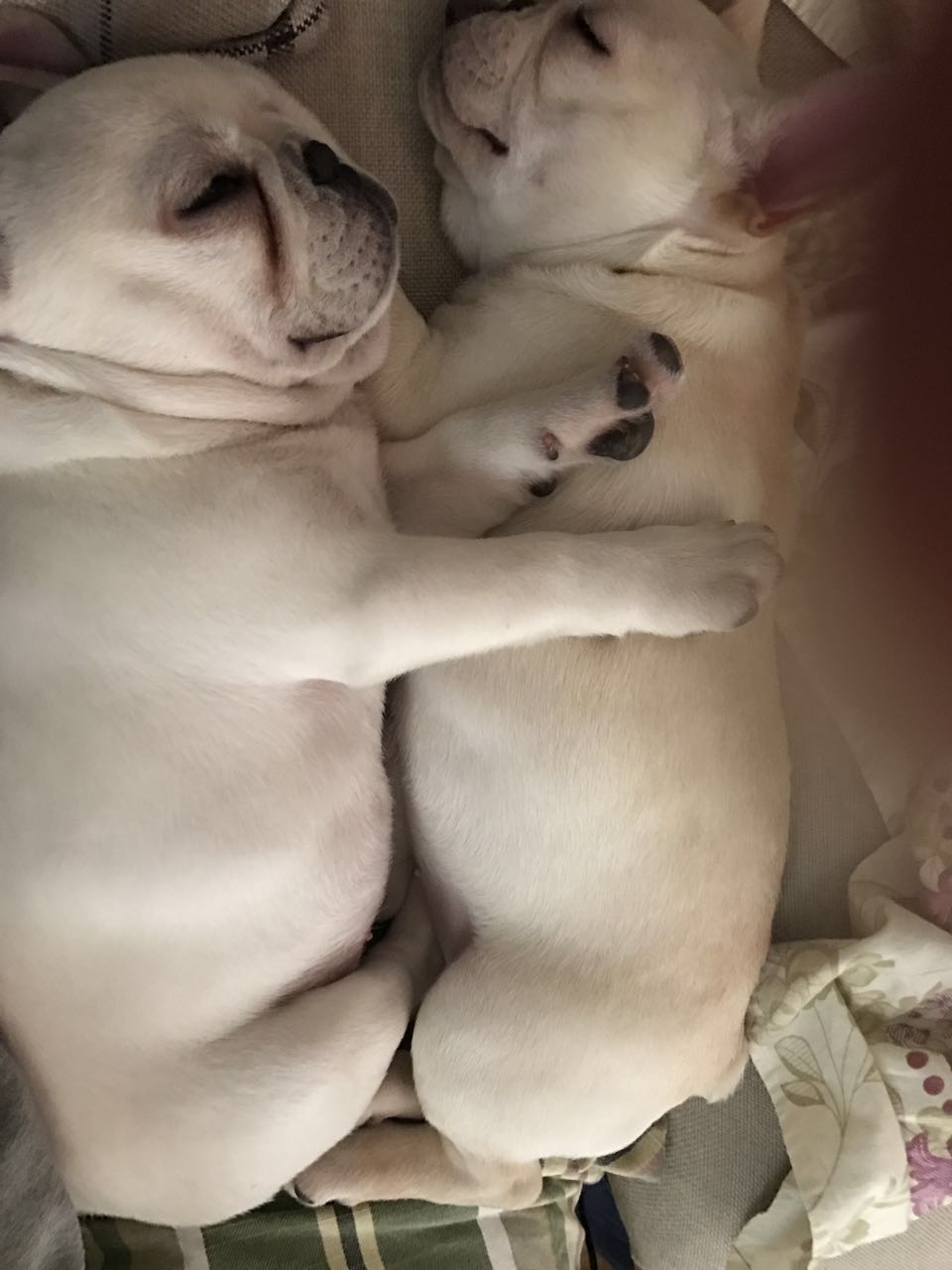 法国斗牛犬正规犬舍,美国法国斗牛犬犬舍