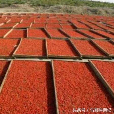 宁夏枸杞甲天下采摘视频,宁夏枸杞的来历及特色