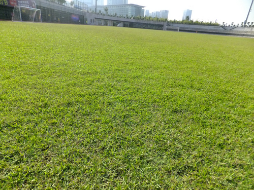 深圳宝安24小时足球场,深圳宝安体育场草皮