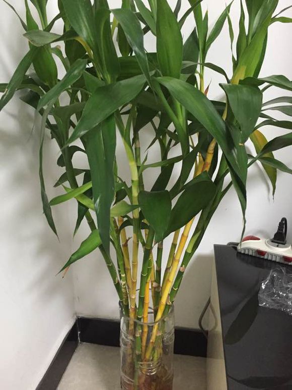 花友家的富贵竹连茎都养黄了，该怎么办？