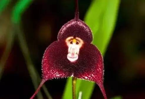 猴年说猴中猴的特点,猴年说猴