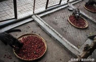 西贡猫屎咖啡好喝吗,越南猫屎咖啡好喝吗