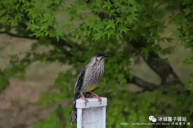 澳大利亚小镇都叫什么名字,澳大利亚蓝山为什么叫蓝山
