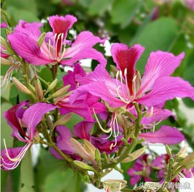 适合广东种植的花卉,怎样种植花卉视频