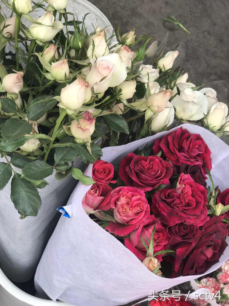 玫瑰价格今日行情,最近玫瑰还会涨价吗