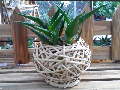 芦荟怎么养才能又大又肥还能开花,芦荟怎么才能养得肥绿