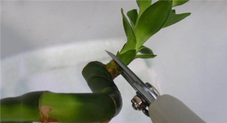 观音富贵竹黄叶怎么办,富贵竹干尖黄叶怎么办