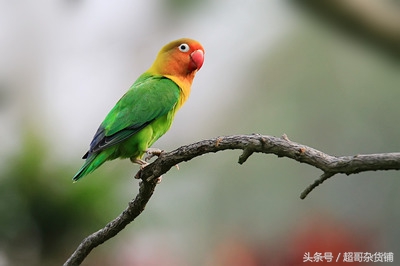 不同鹦鹉的形态和特征图片,各品种鹦鹉体型区别