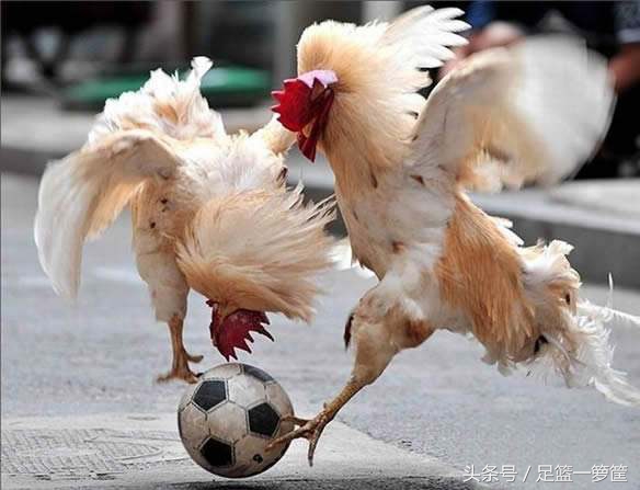 他们都属鸡！细数当今足坛五大当红战斗“鸡”！