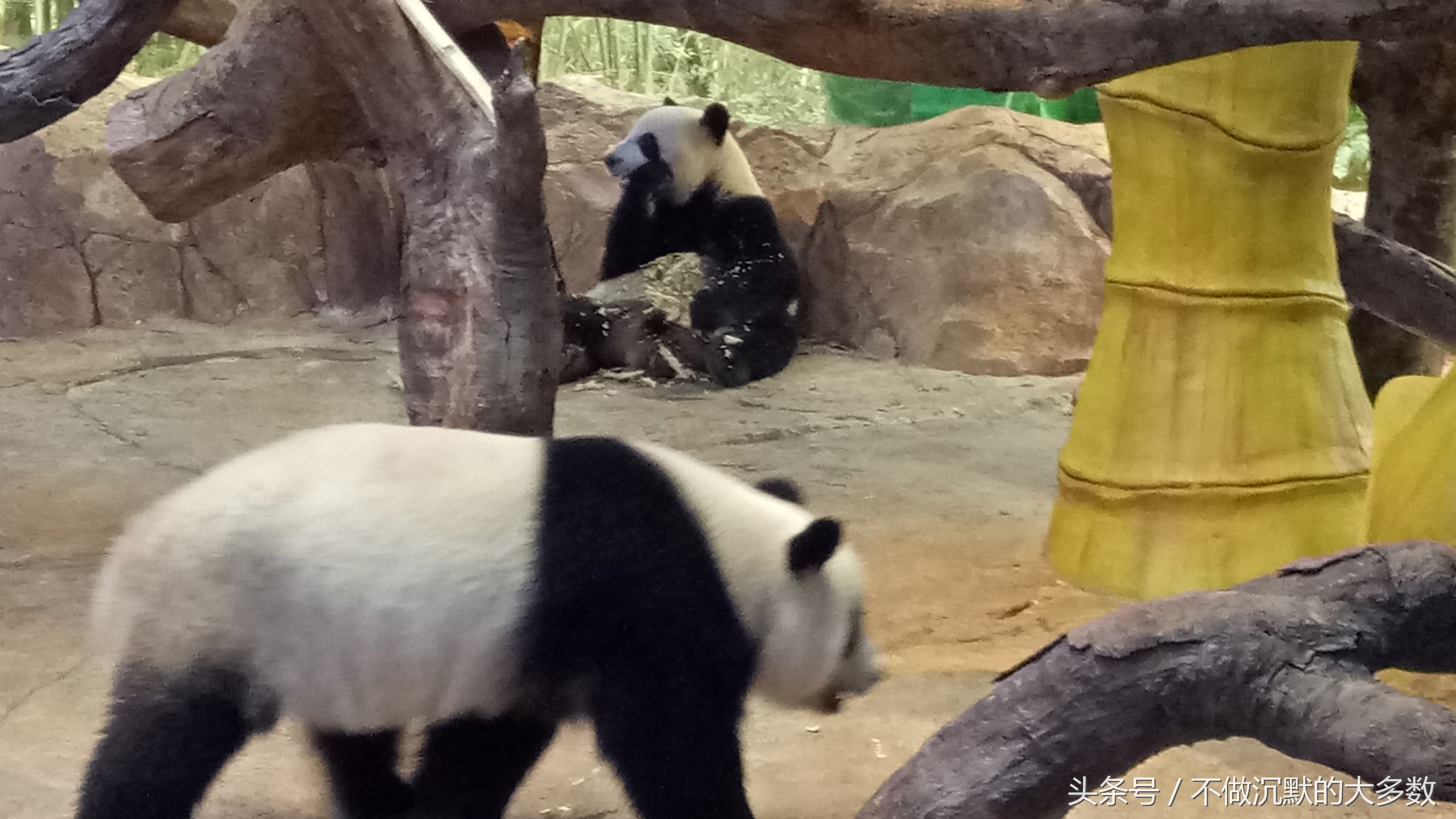 长隆野生动物园金蛇秘境有毒蛇吗,长隆野生动物园金蛇秘境怎么走