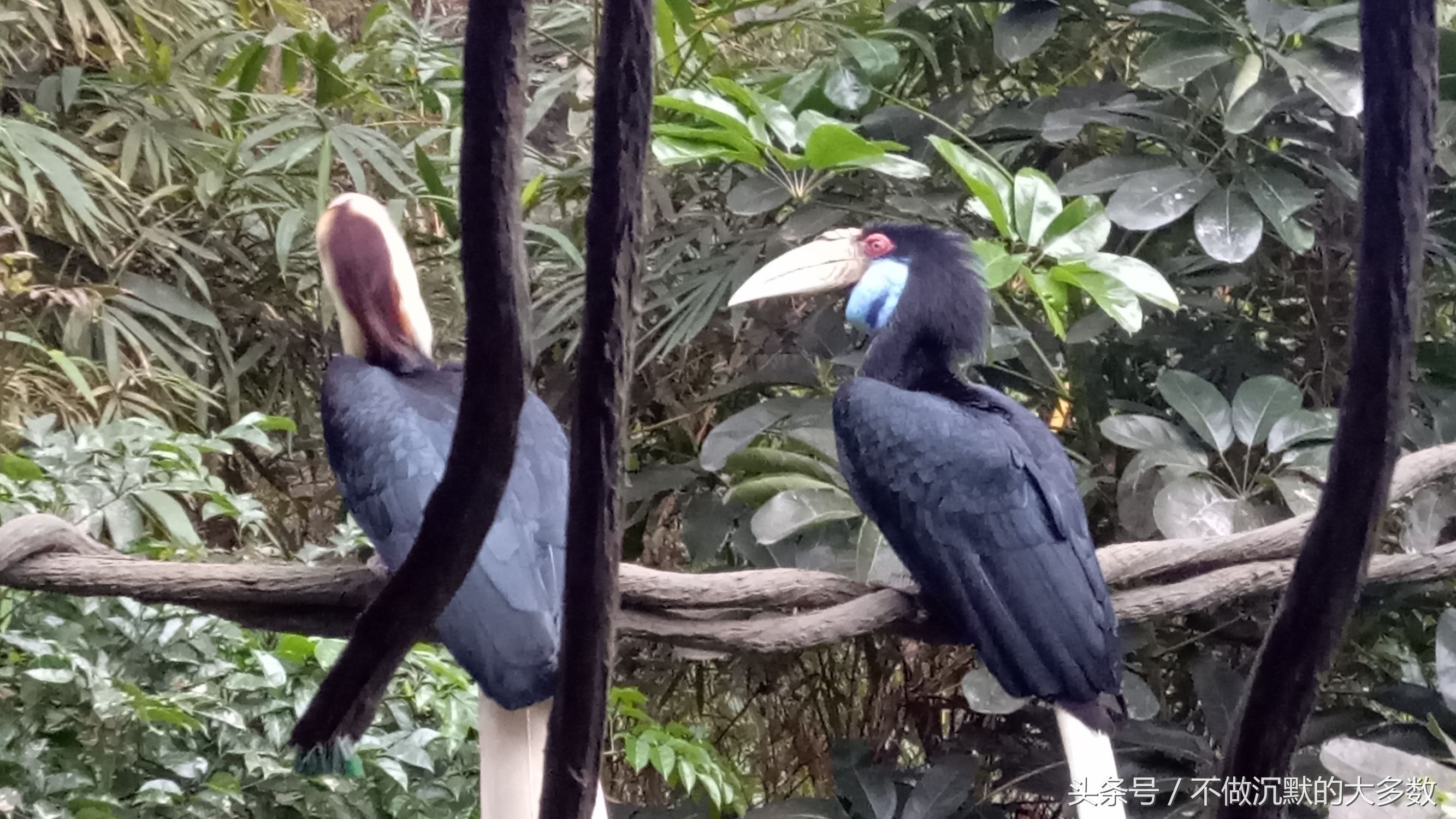 长隆野生动物园金蛇秘境有毒蛇吗,长隆野生动物园金蛇秘境怎么走