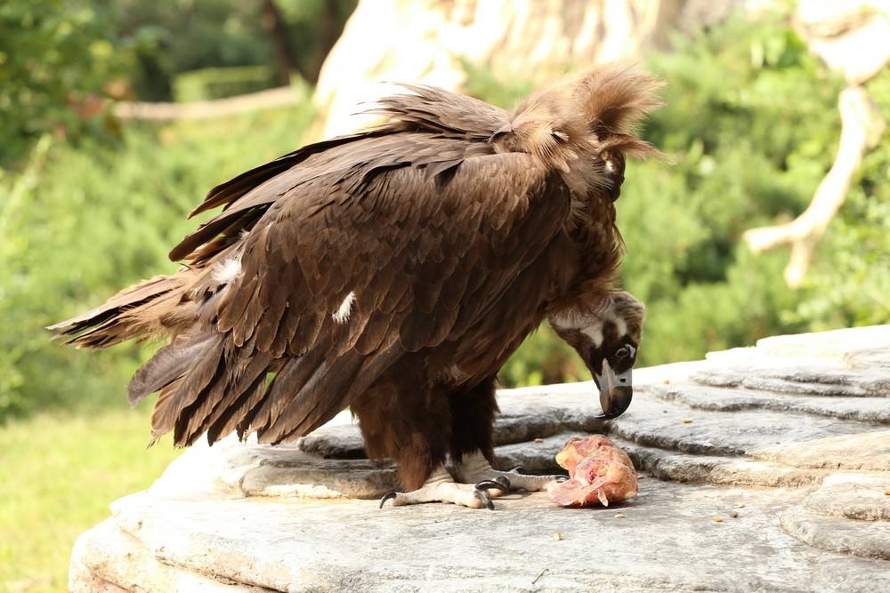 沈阳鸟岛视频,沈阳都有啥桥