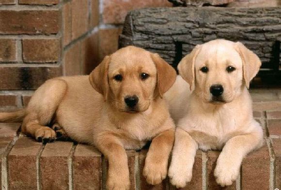 普遍的狗狗品种大全及图片,所有狗狗品种集合大全