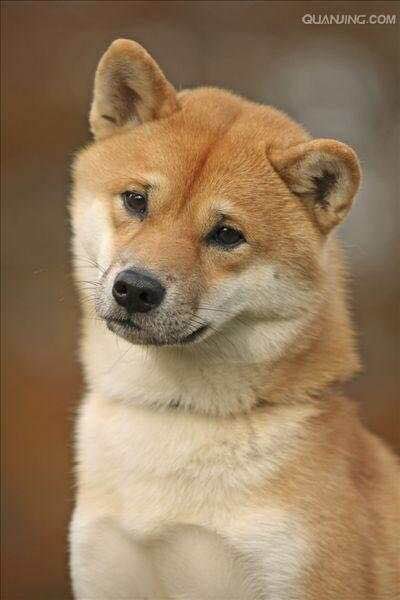 普遍的狗狗品种大全及图片,所有狗狗品种集合大全