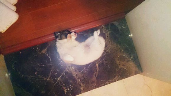 领养宠物蝴蝶犬,流浪狗哈士奇被领养