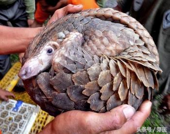 保护野生动物之穿山甲,穿山甲国家二级保护动物濒临灭绝