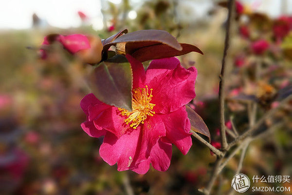 vivoxplay6内外屏是一体的吗,vivoxplay6曲面屏参数