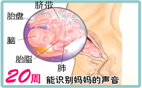 细数从怀孕到分娩期间胎儿胎动的具体含义,孕妈可以对号入座