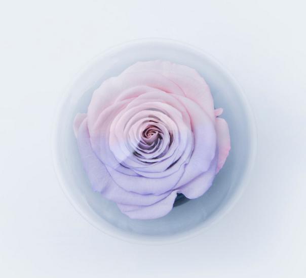 chanel香奈儿玫瑰花,chanel香奈儿高级首饰