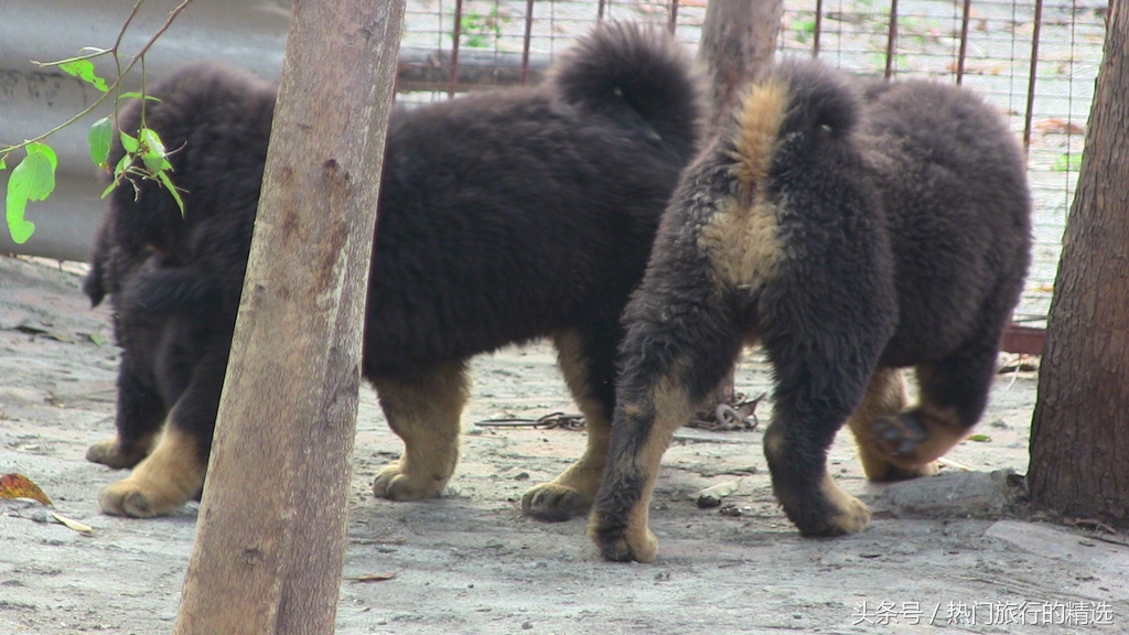 “丑陋”的养獒人,本末倒置,混淆黑白,任意改变藏獒物种的基因