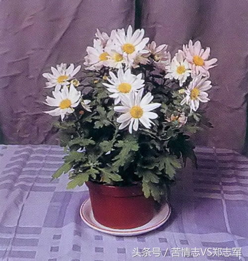 外国油画大师画牡丹视频,名家菊花油画