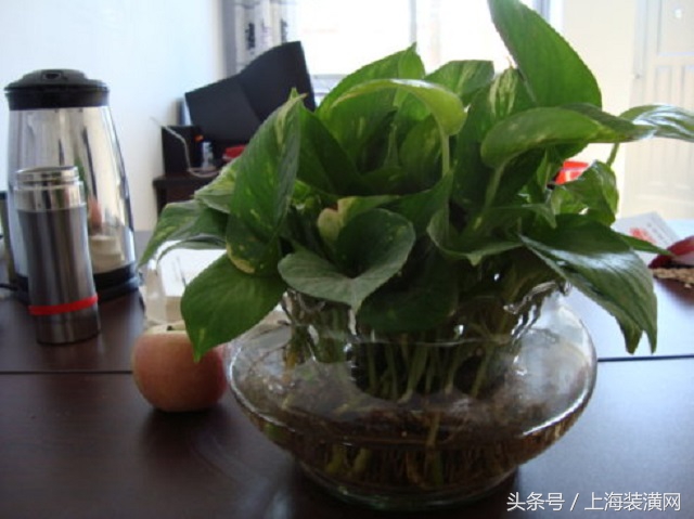 大空鱼缸怎么利用,空鱼缸很久没用了再用怎么处理