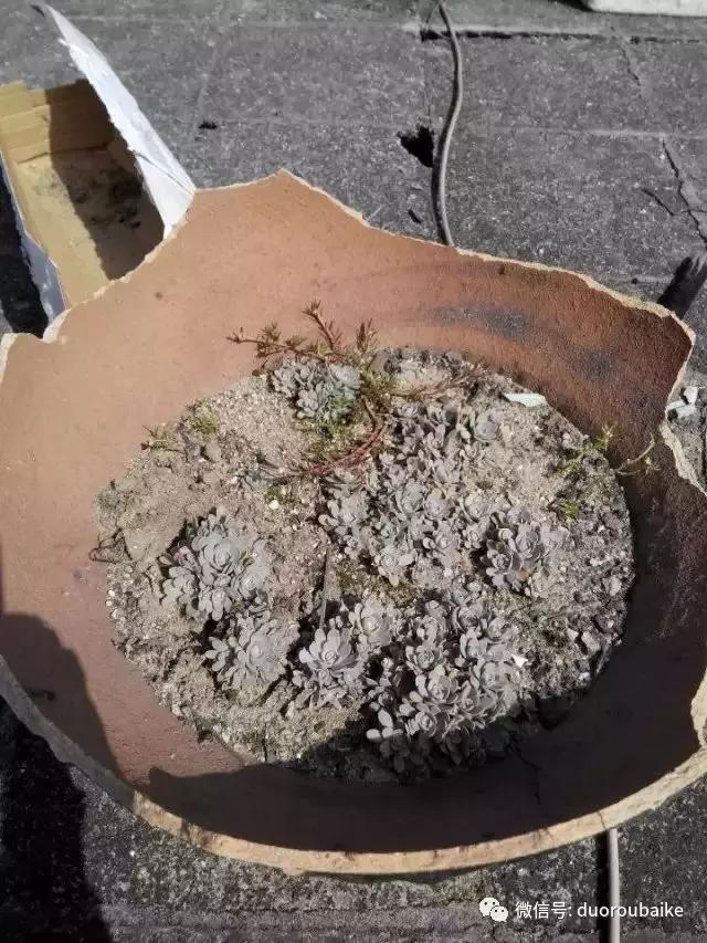 甯﹂潚鑻旂殑澶氳倝,澶氳倝闈掕嫈鍩瑰吇