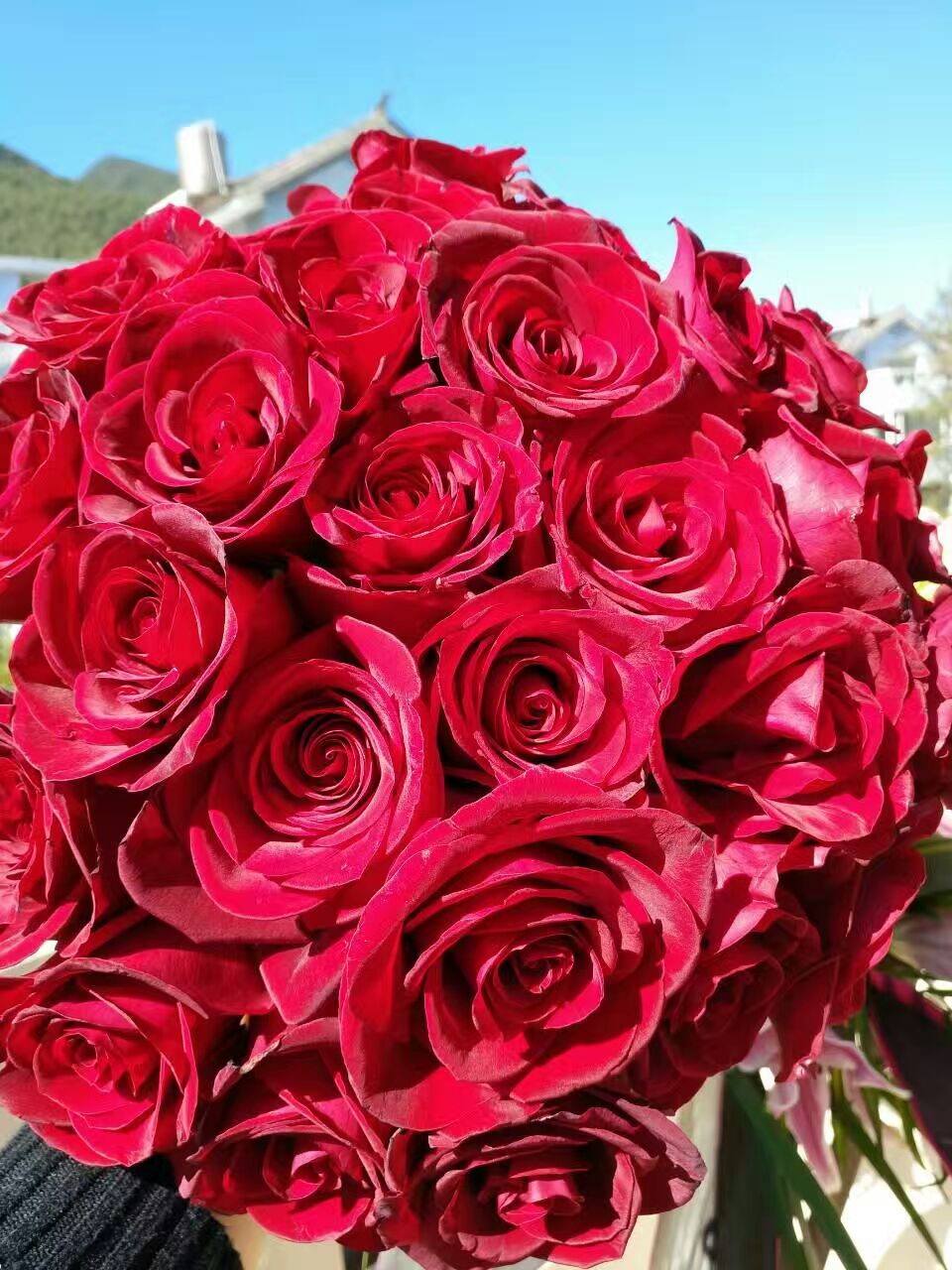 玫瑰集爱与美于一身,集爱与美于一身的玫瑰花