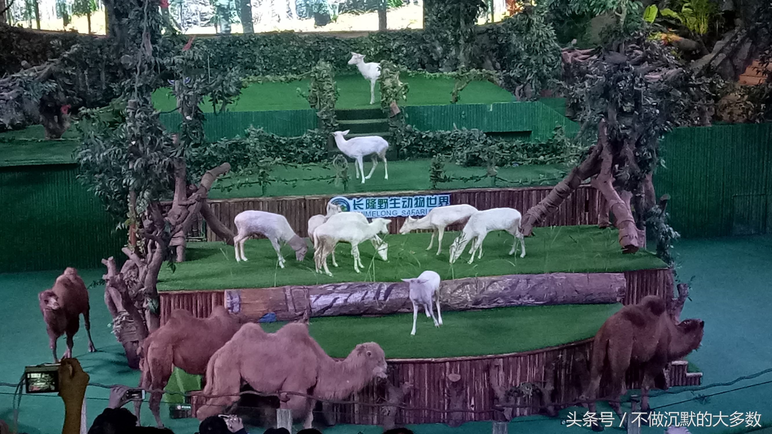 广州长隆野生动物园金蛇秘境直播,长隆野生动物园金蛇秘境害怕吗