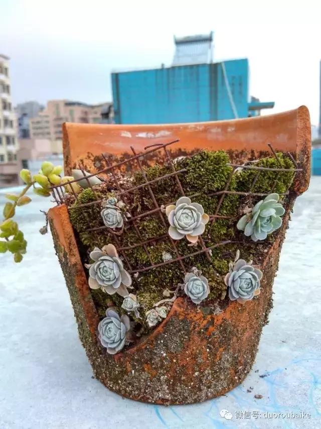 青苔覆盖多肉,青苔和多肉和平共处