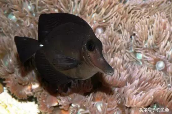 观赏鱼中的巨无霸都有哪些,土豪们的大型观赏鱼