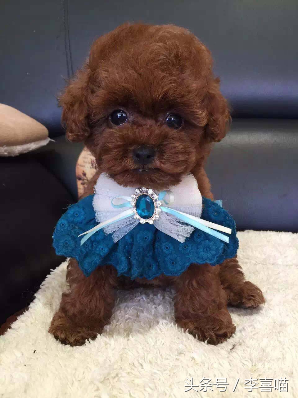 泰迪犬的市场价格和购买时应该注意的事