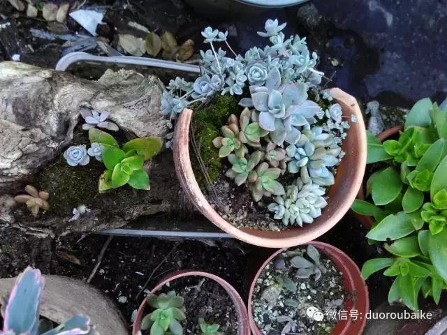 甯﹂潚鑻旂殑澶氳倝,澶氳倝闈掕嫈鍩瑰吇