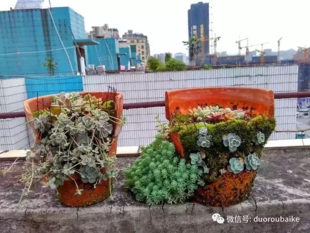 青苔覆盖多肉,青苔和多肉和平共处