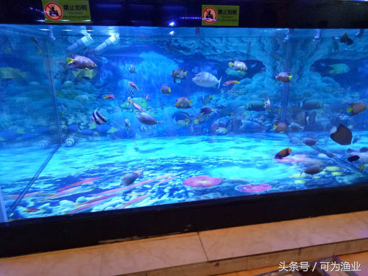 观赏海水鱼雀鲷,观赏海水鱼蝠鲼